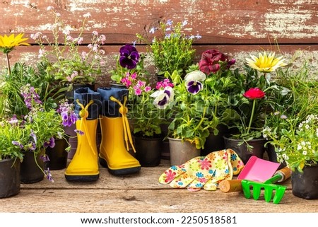 Spring work in the garden and at home, planting decorative flowers, different types of spring and summer flowers in pots on a wooden background, yellow rubber boots and a rake with a shovel