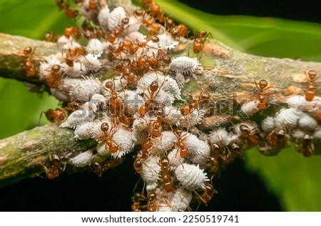 Ants collecting nectar From white aphid swarms on the branches of Barbados cherry trees.