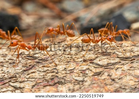 red ant walking action of imported fire ant soldiers