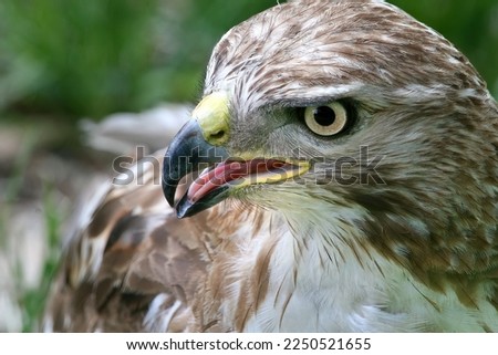 Red Tailed Hawk Close Up Portrait Royalty-Free Stock Photo #2250521655