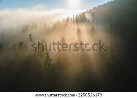 Aerial view of foggy evening over dark pine forest trees at bright sunset. Amazingl scenery of wild mountain woodland at dusk Royalty-Free Stock Photo #2250526179
