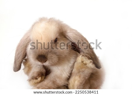 A lop-eared rabbit on its back, paws up on a white background. High quality photo