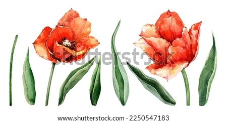Set of watercolor red tulip flowers, bud, leaves, stems. Hand-drawn watercolor illustration of isolated elements on a white background for cards, greeting, March 8, Easter, Valentine's Day, wedding.