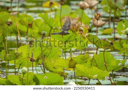Plaintive Cuckoo standin on the lotus flower in the lake, Thailand