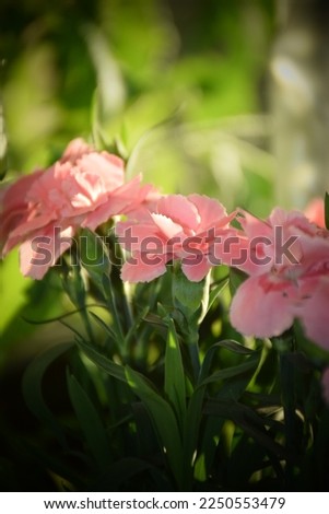 Pink mini carnation flowers in summer. Stock Photo