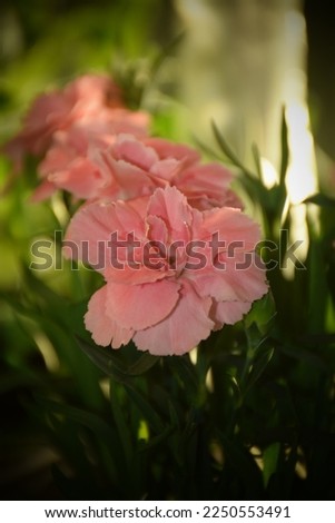 Pink mini carnation flowers in summer. Stock Photo