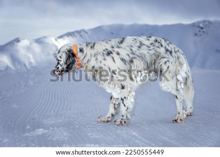 A cute dog, English setter, with long hair, stops on the snow, tired after a hike to the top of a ski slope in the mountains at 2700 m altitude.
Frozen snowballs are stuck to his hair.
Alps, France.