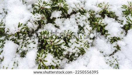 Winter picture for a greeting card. Invitation. Christmas tree with snow. Coniferous tree, greenery, nature. Photo for background, wallpaper.