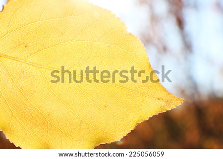 Beautiful autumn leaf, close-up