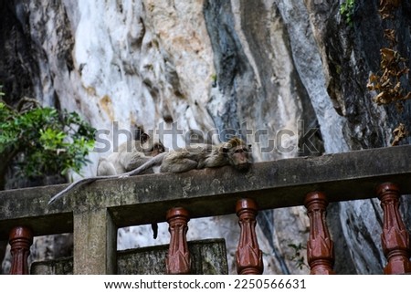 Monkeys at Khao Chakan Temple, Sa Kaeo Province. The temple has a replica of the Buddha's footprint and a view point. When climbing up to the cave, you will look down to see a beautiful view.