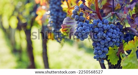 Close-up of a blue grape hanging in a vineyard, wide shot Royalty-Free Stock Photo #2250568527