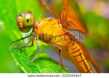 close-up of orange dragonfly on green leaf