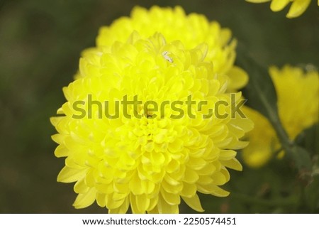 yellow Chrysanthemum blooming in garden
