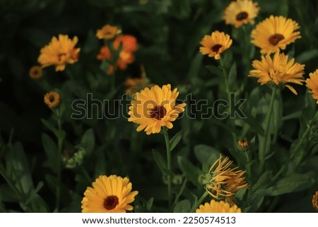 Blurred summer background with growing flowers calendula