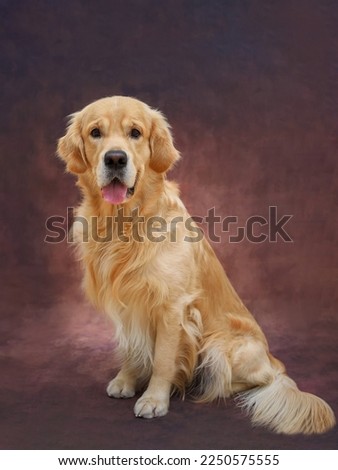 close-up portrait of a Golden Retriever dog in a plain brown background