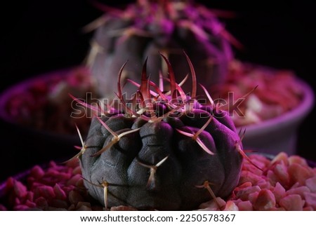 Gymnocalycium, Still life photography of succulent, Pot of Gymnocalycium Ochoterenae,succulent pot plant for collection in glass house, selective focus and free space for text. Park and garden concept