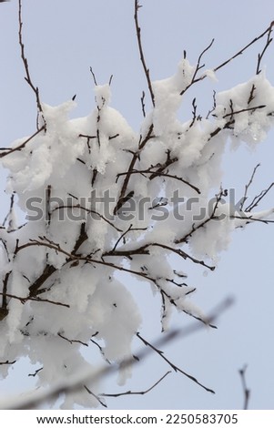 White snow on a bare tree branches on a frosty winter day, close up. Natural background. Selective botanical background. High quality photo.