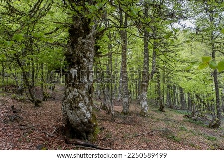 European beech (Fagus sylvatica) springtime forest with fresh green new foliage  Royalty-Free Stock Photo #2250589499