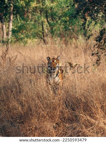 Bengal tiger picture taken in the forest 