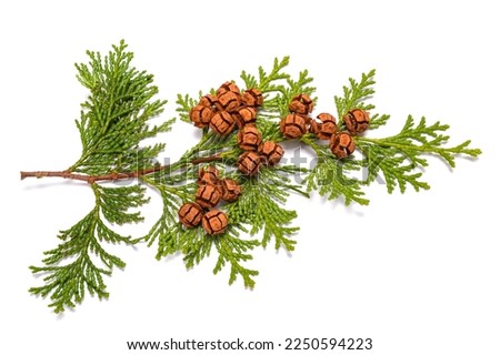 Lawson's cypress branch isolated on white Royalty-Free Stock Photo #2250594223