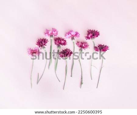 Minimal flat lay of summer pink flowers on pink background. Flower of cornflower. Summer flowery flat lay of cornflower blossom with beautiful light and shadow Aesthetic monochrome top view still life