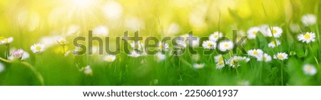 Macro photography of the flowering field of daisies in spring.