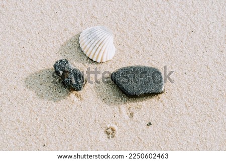 shells and stones on the soft beach sand