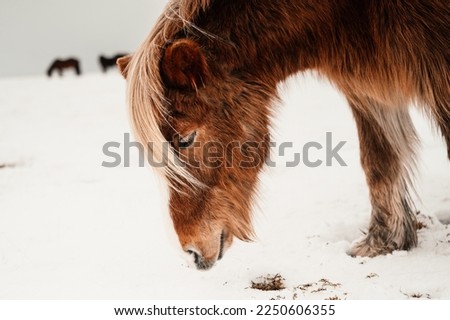 Portrait of a beautiful Icelandic horses, pair of a gorgeous animals in the winter outdoors. Winter iceland