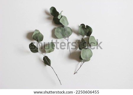 Dry eucalyptus tree leaves and branches isolated on white table background. Green trendy foliage. Minimal floral composition, decor. Flat lay, top view. No people. Web banner. Royalty-Free Stock Photo #2250606455