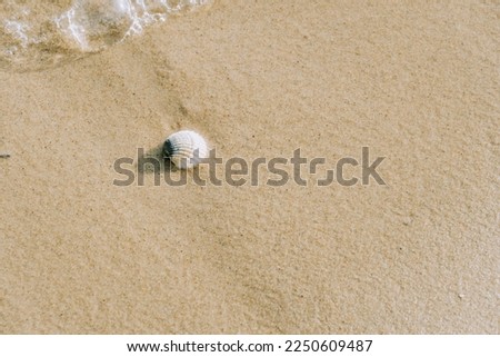 shells on the soft beach sand