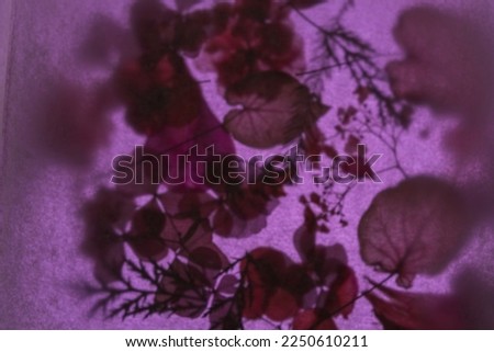 dried flowers and leaves, top view