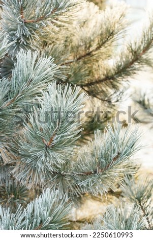 snowy pine branches in garden