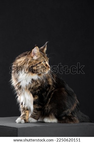The Maine Coon lies on a dark cloth against a dark background and looks forward. Noble purebred cat. Purebred noble cat lies on a dark cloth