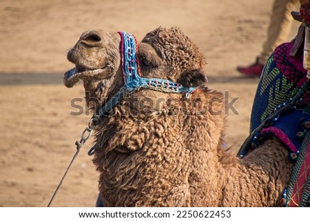 Profile photo of a camel preparing for wrestling in Turkish traditional camel wrestling