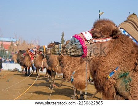 In Turkish traditional camel wrestling, covered camels waiting in line to fight each other in camel wrestling.