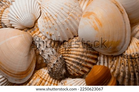 A seashell orange tinted shell background wallpaper style texture photograph with high resolution and quality. 
