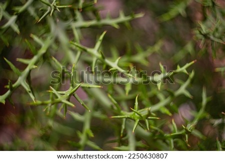 euphorbia stenoclada in the detail select focus, art picture of plant, macro photography of a plant with a small depth of field