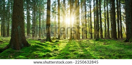 Summer forest with bright sun shining through the trees. Royalty-Free Stock Photo #2250632845