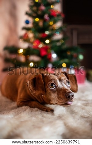Dachshund mix dog posing in a Christmas setting