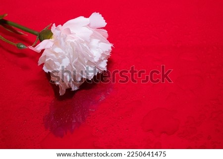 White carnation on a red background with raindrops on a spring day with different light and shadows.