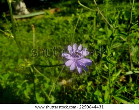 Common chicory (Cichorium intybus) is a somewhat woody, perennial herbaceous plant of the family Asteraceae, usually with bright blue flowers, rarely white or pink.