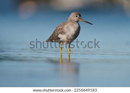 Greater Yellowleg resting at seaside, it is fairly large shorebird with bright yellow legs.