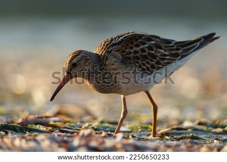 Pectoral sandpiper feeding at seaside beach, this is a beefy, medium-sized sandpiper. Brown-toned overall with yellowish legs. Slightly curved bill pale at base. Royalty-Free Stock Photo #2250650233
