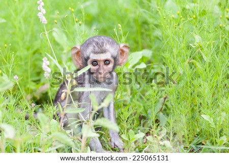 A wild baby Vervet monkey sitting in long green grass after a storm