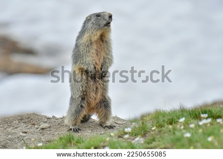 Alpine marmot (Marmota marmota), the alpine sentinel, standing and whistling in an mountain meadow full of flowers, Italian Alps. Royalty-Free Stock Photo #2250655085