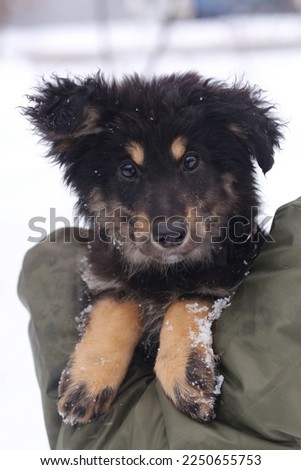 shepherd puppy close up photo with human hands on Snow White background