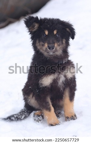 shepherd puppy close up photo on white snow background