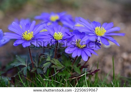 Blue Anemone blanda on the blurred background Royalty-Free Stock Photo #2250659067
