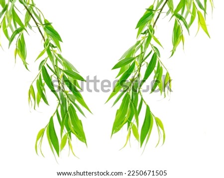 Spring green foliage. Willow branch with green leaves isolated on a white background without shadow. Item for packaging, design, mockup. 