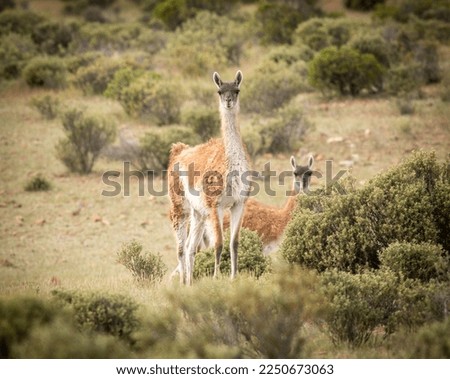 guanacos in group, sighting, behavior and young.